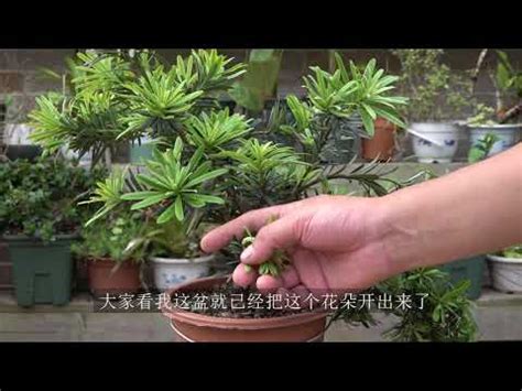 羅漢松開花|【羅漢松開花】驚艷！羅漢松也能開花！三年一開的仙。